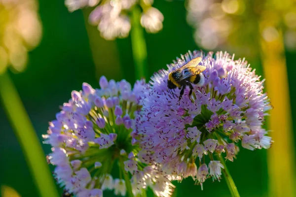 Včely a čmelky sbírající nektar z květů v paprscích ranního slunce — Stock fotografie