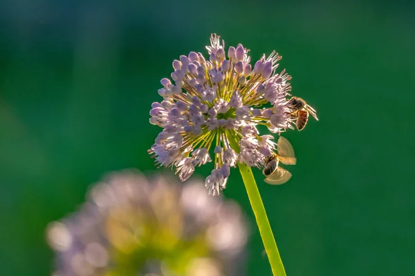 Abelhas e zangões coletando néctar de flores nos raios do sol da manhã — Fotografia de Stock