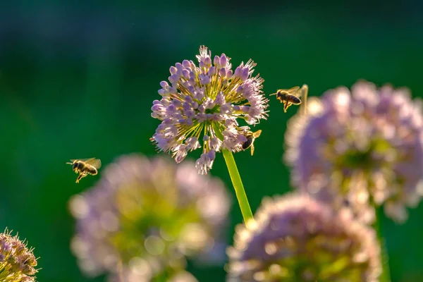 Abelhas e zangões coletando néctar de flores nos raios do sol da manhã — Fotografia de Stock