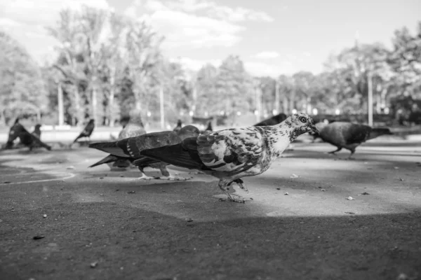 Pigeons sur la rue ensoleillée de la ville manger du pain — Photo