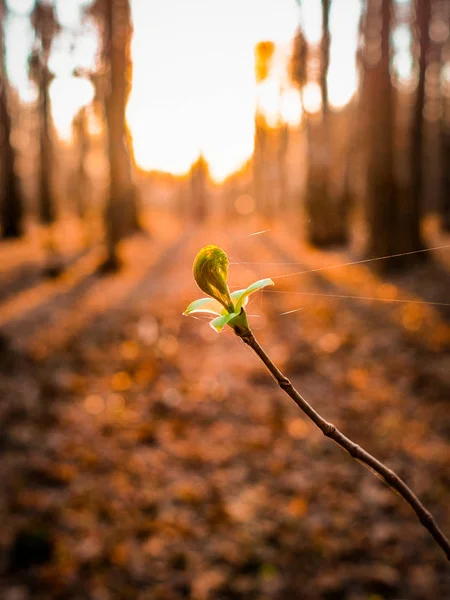 Puesta de sol vigas rompiendo un agujero en una hoja de un árbol — Foto de Stock