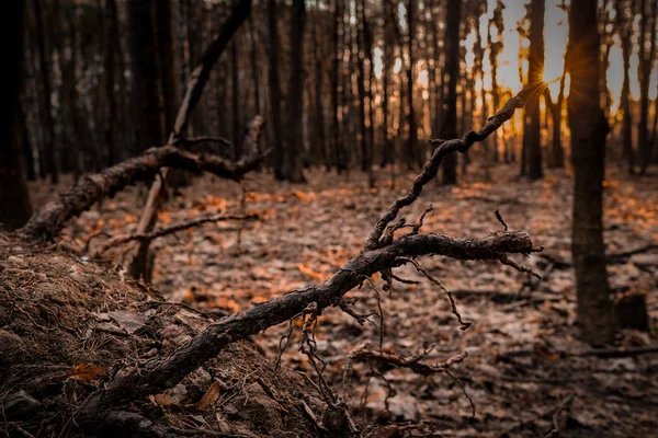 The roots of a fallen tree in the rays of sunset — Stock Photo, Image