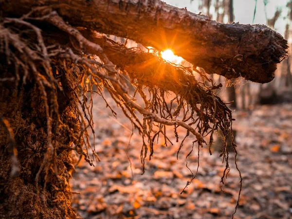 Las raíces de un árbol caído en los rayos del atardecer —  Fotos de Stock