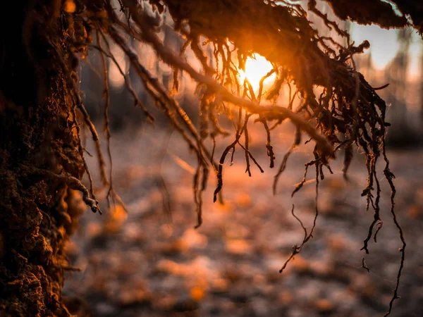 Kořeny spadlého stromu v paprscích západu slunce — Stock fotografie
