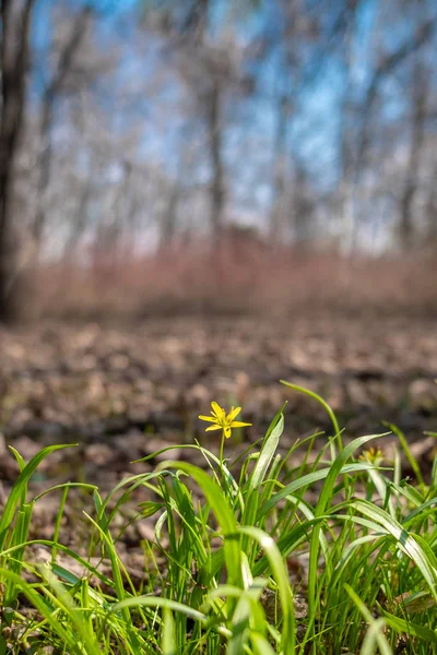 Las primeras flores amarillas de primavera en el parque en una mañana soleada . — Foto de Stock