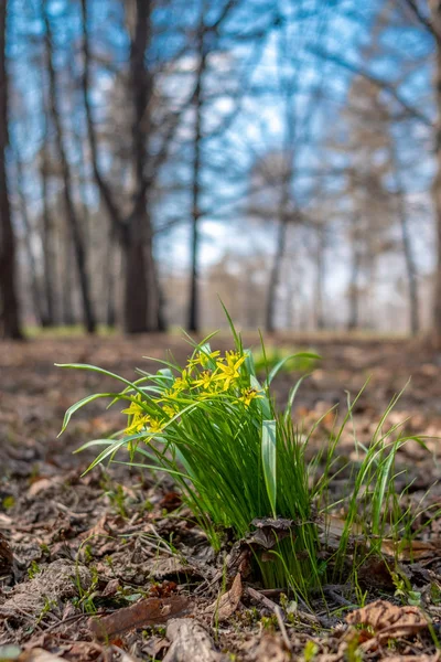 Las primeras flores amarillas de primavera en el parque en una mañana soleada . — Foto de Stock