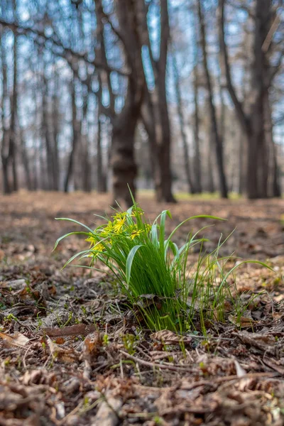 Las primeras flores amarillas de primavera en el parque en una mañana soleada . — Foto de Stock