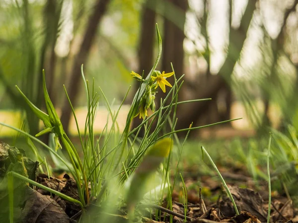 Flores amarillas en una pendiente verde en los rayos del sol de primavera — Foto de Stock