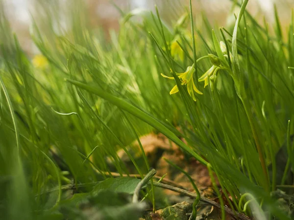 Flores amarillas en una pendiente verde en los rayos del sol de primavera — Foto de Stock