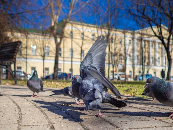 日当たりの良い街の通りで鳩はパンを食べる — ストック写真