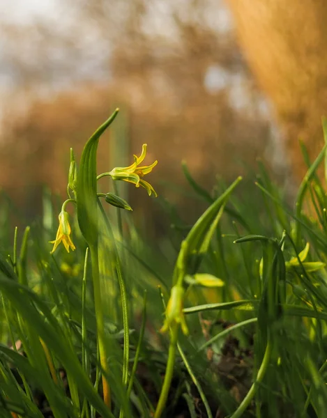 Flores amarillas en una pendiente verde en los rayos del sol de primavera — Foto de Stock