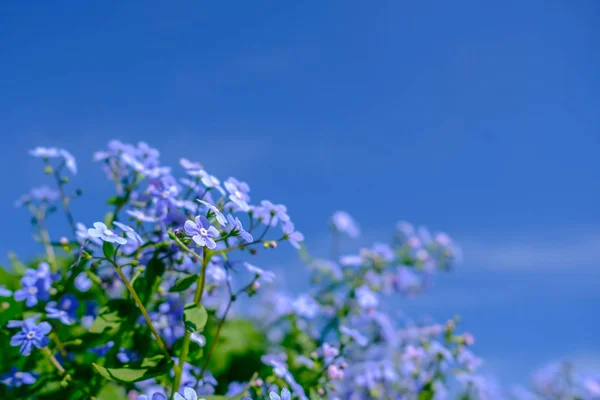 Flores violetas contra el cielo azul bajo el sol brillante — Foto de Stock