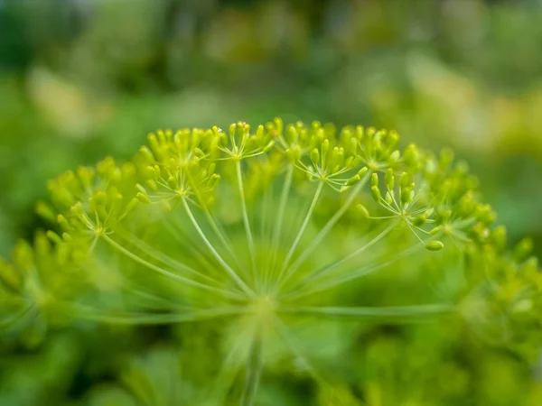 Blurred images of yellow flowers of dill — Stock Photo, Image