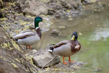 İki drake su üzerinde istirahat