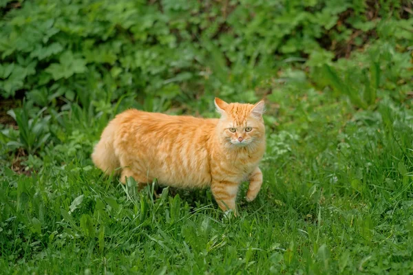 Chat roux sur un fond d'herbe verte en été par une journée ensoleillée . — Photo