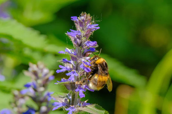 Bumblebee coleta néctar de uma flor azul . — Fotografia de Stock