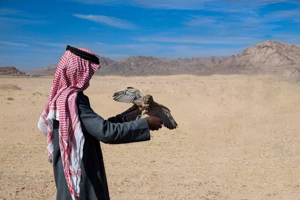 Arab hunter with falcon in his hands.