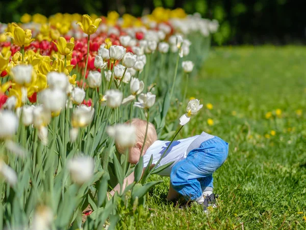 Gadis kecil di latar belakang tulip mekar . — Stok Foto