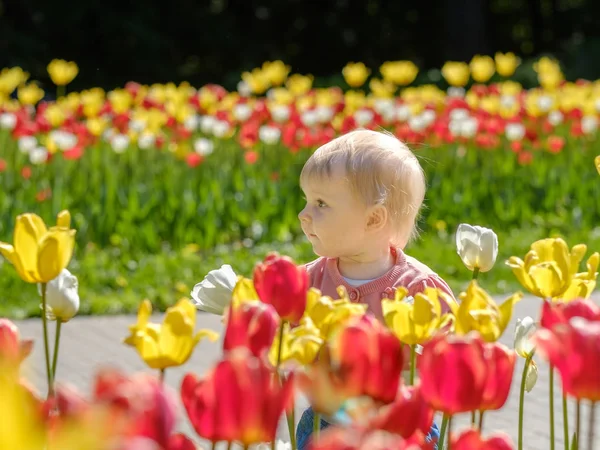 Little girl on the background of blooming tulips. Stock Photo