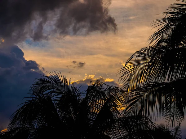 Heavy thunderclouds illuminated from the inside by orange sunlight above the palm leaves. Dramatic picture of nature. — Stock Photo, Image