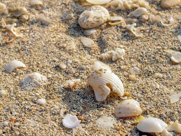 Pieces of seashells on the sand on a hot sunny day.