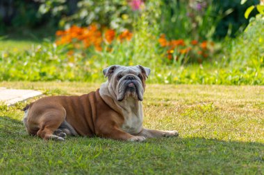 Güçlü bir yaşlı erkek İngiliz Bulldog deadpan bir görünüm ile gölgede parlak güneşten gelecek. Çiçek açan bitkilerle parlak ışıklı bulanık arka planın arkasında.