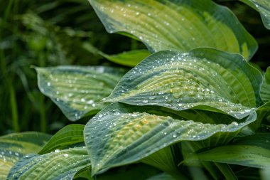 Bir bitkinin büyük yaprakları üzerinde yatan büyük köpüklü su damlaları