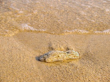 Küba adasında sakin şeffaf deniz suyunda kum üzerinde beyaz bir deniz kabuğu parçası.