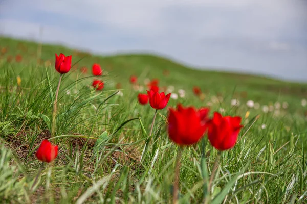 El pintoresco florecimiento primaveral de tulipanes enanos salvajes en las estepas de Kalmyk . — Foto de Stock