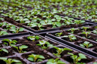 Endüstriyel bir gölet bitkilerin fide genç lahanası ile sonsuz alan.