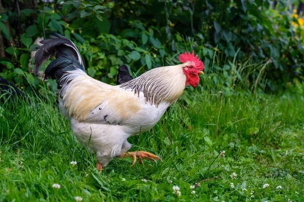 緑の草の庭に美しい黒い尾を持つ白い大人の雄鶏. — ストック写真