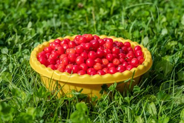 Çimenler üzerinde sarı bir kapta kırmızı iştah açıcı kiraz.