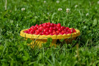 Çimenler üzerinde sarı bir kapta kırmızı iştah açıcı kiraz.