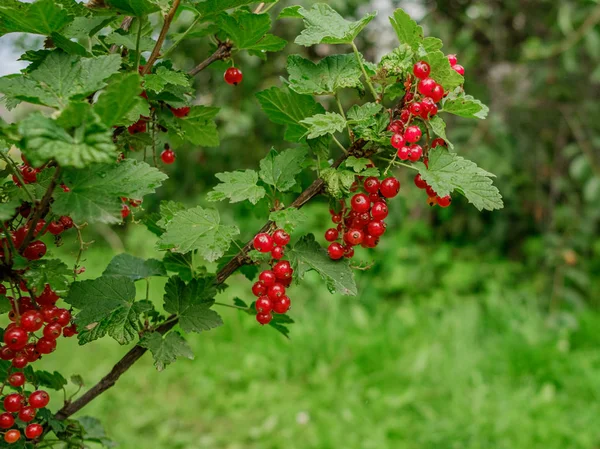 Ripe appetizing red currant berries on a bush in the garden. Sum — Stock Photo, Image