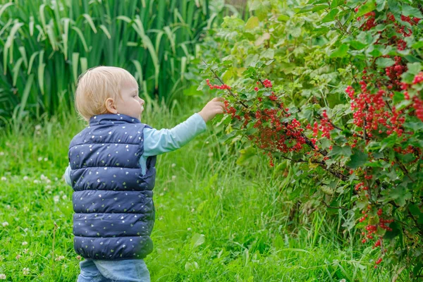 Seorang gadis pirang kecil di taman menikmati berry kismis merah memetik mereka langsung dari semak-semak . — Stok Foto