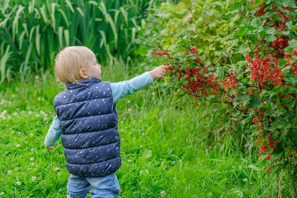 Seorang gadis pirang kecil di taman menikmati berry kismis merah memetik mereka langsung dari semak-semak . — Stok Foto