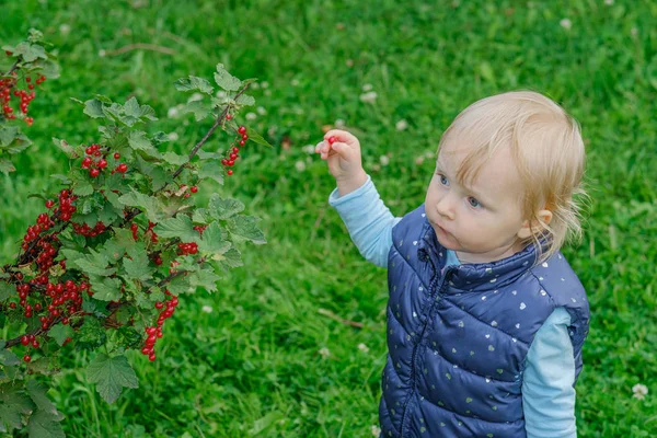 Seorang gadis pirang kecil di taman menikmati berry kismis merah memetik mereka langsung dari semak-semak . — Stok Foto