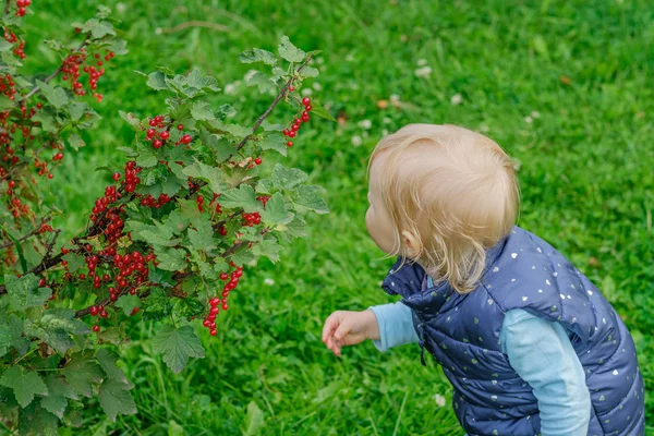 Seorang gadis pirang kecil di taman menikmati berry kismis merah memetik mereka langsung dari semak-semak . — Stok Foto