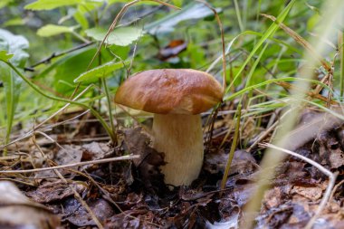 Beyaz mantar ya da yerde çim büyüdü kraliyet mantar denir.