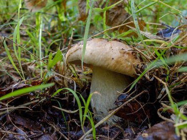 Beyaz mantar ya da yerde çim büyüdü kraliyet mantar denir.