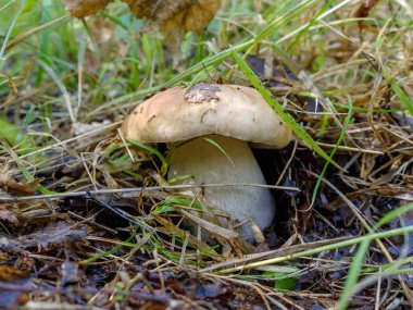 Beyaz mantar ya da yerde çim büyüdü kraliyet mantar denir.