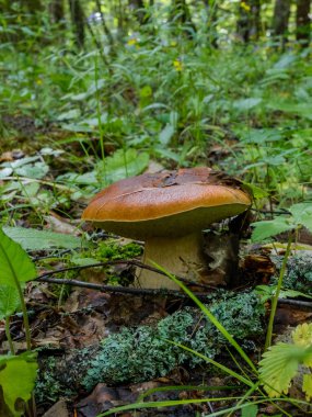 Beyaz mantar ya da yerde çim büyüdü kraliyet mantar denir.