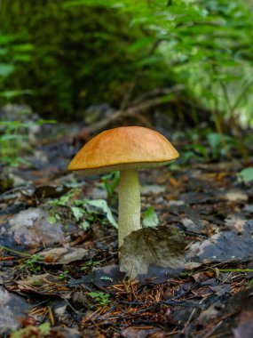 Orman mantarı ormanda yetişen aspen. Doğal bitkisel protein kaynağıdır. Geleneksel Rus lezzeti.