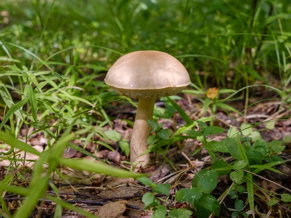 Seta boletus del bosque que crece en el bosque. Fuente natural de proteína vegetal. Delicias tradicionales rusas . — Foto de Stock