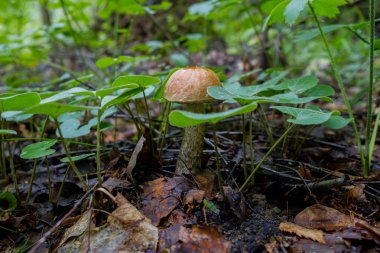 Ormanda yetişen orman boletus mantarı. Doğal bitkisel protein kaynağıdır. Geleneksel Rus lezzeti.
