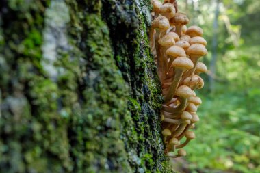 Bal Agaric mantar sonbahar ormanlarında ağaç üzerinde yetişir. Yabani mantar Grubu Armillaria.