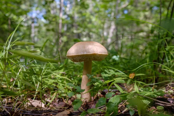 Fungo del boleto della foresta che cresce nella foresta. Fonte naturale di proteine vegetali. Delicatezza tradizionale russa . — Foto Stock