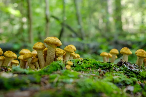 Honey Agaric mushrooms grow on tr Honey Agaric mushrooms grow on tree in autumn forest. Group of wild mushrooms Armillaria. Royalty Free Stock Photos