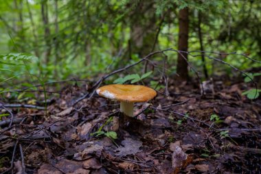 Moskova bölgesinde ormanda Russula Renkli mantar, Rusya. Doğal protein kaynağı.