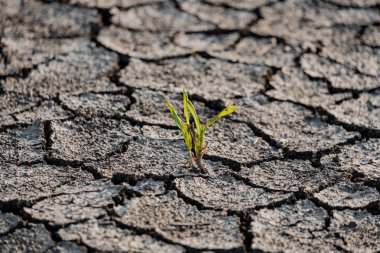Kuraklık tarafından çatlamış cansız toprakta yalnız yeşil filiz.